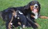 Щенки бернского зенненхунда превью 1354631.