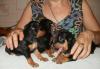 Продаются щенки превью 1355055.