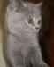 Превью Котята Скотиш-страйт Королев - 2