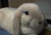 Крольчонок-баран (вислоухий) превью 1356076.