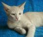 Палевый котенок Персей, 4 мес., в дар превью 1356104.