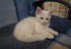 Белые ангорские котята (метисы) ищут добрых хозяев превью 1356182.