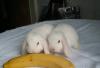 Карликовые крольчата породы вислоухий баран белые превью 1356798.