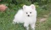 Белый шпиц превью 1357170.