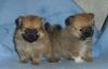 Щенки немецкого шпица - кобели превью 1357753.