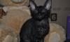The Cornish Rex превью 1357909.