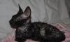 Превью The Cornish Rex Москва - 1