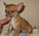 Чихуахуа мальчик г/ш на фото превью 1358405.