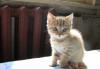Превью Котята породы Скотиш-фолд Череповец - 3