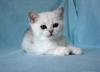 Котята серебристые шиншиллы превью 1359312.