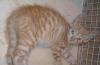 Рыжий котенок ищет дом превью 1359451.