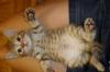 Тигрята-британские котята превью 1361361.
