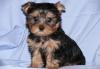 Йоркширский терьер РКФ превью 1361463.