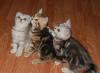 Шотландские  кошечки от клубных производителей превью 1361755.