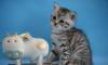 Британские котята серебристо пятнистые Вискас превью 1362012.