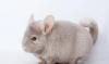 Превью Шиншиллы из питомника Москва - 3
