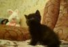 Превью Милые шотландские котята (скотиш-страйт) Екатеринбург - 1