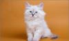 Превью Невские маскарадные из питомника сибирских кошек Москва - 2