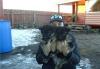 Превью Щенки немецкой овчарки Всеволожск - 1