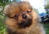 Щенки Миниатюрного шпица рыжего окраса превью 1364021.
