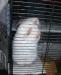 Превью Шиншилла бело розовая мальчик Санкт-Петербург - 4