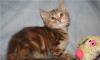 Британский котёнок-девочка превью 1365610.