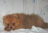 Рыжий лисенок в Ваш дом превью 1365674.