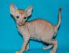 Корниш рекс эксклюзивных окрасов превью 1365776.