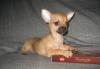 Чихуахуа, девочка гш, 3,5 мес превью 1365910.
