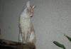 Превью Корниш рекс котик Москва - 4