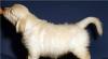 Превью Голден (золотистого) ретривера щенок Москва - 2