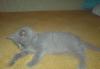 Превью Котёнок скотиш страйт Череповец - 1