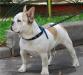 Щенков французкого бульдога продаю превью 1366675.