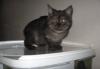 Черный дым -кошечка2мес- страйт превью 1366720.
