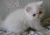 Белые экзотические котята превью 1366736.