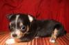 Щенки чихуахуа .мальчики и девочки превью 1366972.