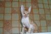 Превью Котята корниш-рексы Екатеринбург - 2