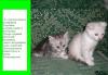 Превью Очаровательные котята породы скоттиш-фолд Иваново - 2