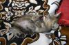 Превью Котёнок в добрые руки Москва - 2