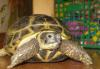 Сухопутная черепаха превью 1369067.