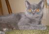 Превью Плюшевые котята Королев - 4