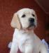 Щенки Лабрадора превью 1369587.
