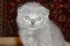 Шотландские вислоухие голубые котята-плюшки превью 1369615.