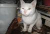 Белоснежная киса ищет добрых хозяев превью 1371480.