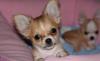 Щенки чихуахуа превью 1372343.