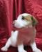 Джек-рассел-терьер-2.5мес девочка превью 1372517.
