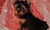 Продаётся мини мальчик йоркширского терьера превью 1372790.