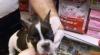 Превью Очаровательны французский бульдог puppies.4000 Москва - 2