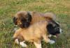 Щенки кавказской овчарки превью 1372997.