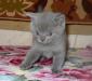 Превью Котята британской короткошерстной Санкт-Петербург - 4